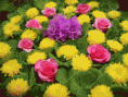 /album/vegyes-viragos-kepek-/szep-labda-rozsa-m-gif/